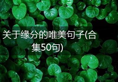 关于缘分的唯美句子(合集50句)