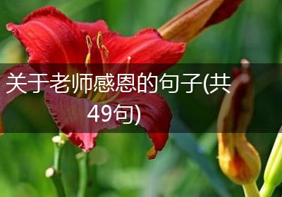 关于老师感恩的句子(共49句)