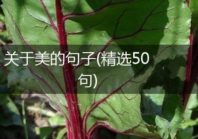 关于美的句子(精选50句)