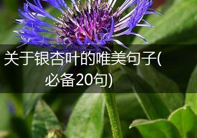 关于银杏叶的唯美句子(必备20句)