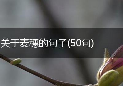 关于麦穗的句子(50句)