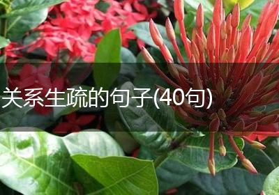 关系生疏的句子(40句)