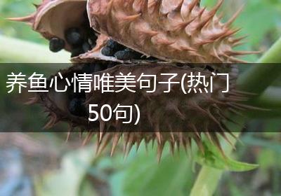 养鱼心情唯美句子(热门50句)