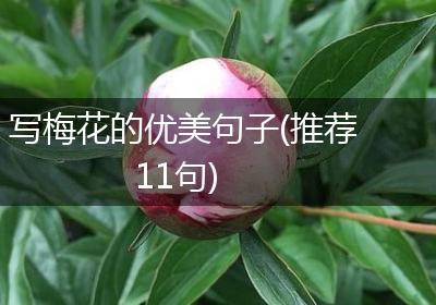 写梅花的优美句子(推荐11句)