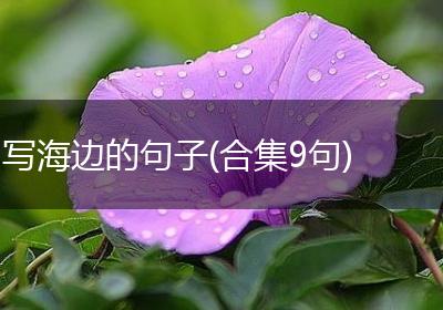 写海边的句子(合集9句)