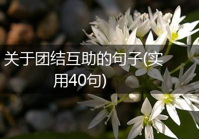 关于团结互助的句子(实用40句)