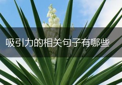吸引力的相关句子有哪些