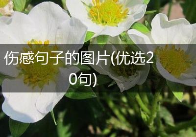 伤感句子的图片(优选20句)