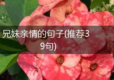 兄妹亲情的句子(推荐39句)
