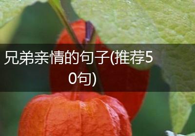 兄弟亲情的句子(推荐50句)