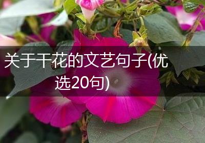 关于干花的文艺句子(优选20句)