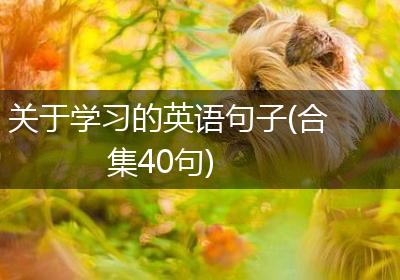 关于学习的英语句子(合集40句)