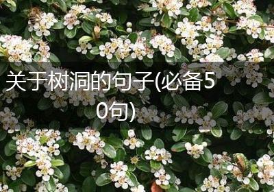 关于树洞的句子(必备50句)