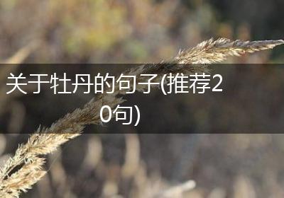 关于牡丹的句子(推荐20句)