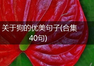 关于狗的优美句子(合集40句)