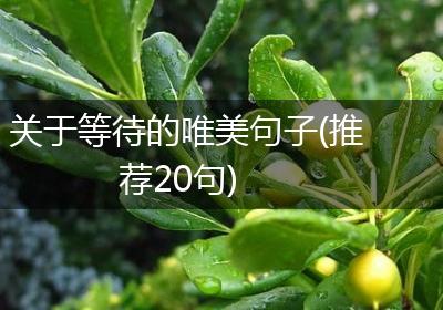 关于等待的唯美句子(推荐20句)