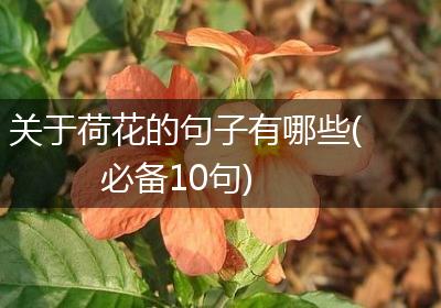 关于荷花的句子有哪些(必备10句)