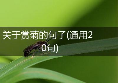 关于赏菊的句子(通用20句)