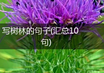 写树林的句子(汇总10句)