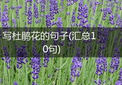 写杜鹃花的句子(汇总10句)