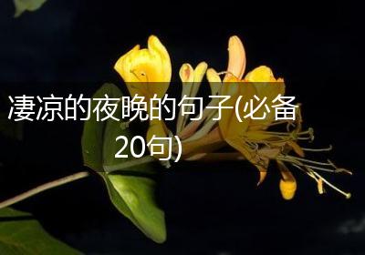 凄凉的夜晚的句子(必备20句)