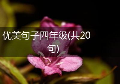 优美句子四年级(共20句)