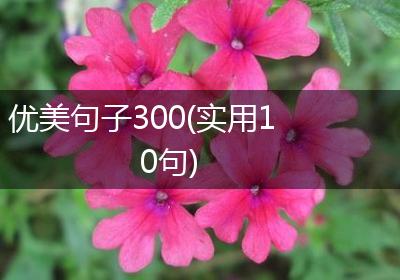 优美句子300(实用10句)