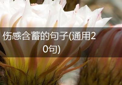 伤感含蓄的句子(通用20句)