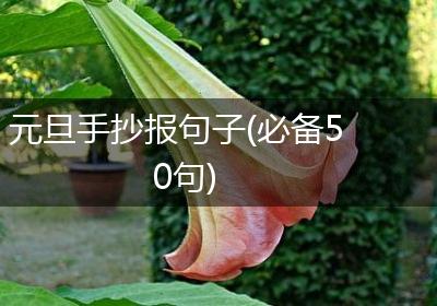 元旦手抄报句子(必备50句)
