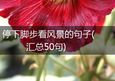 停下脚步看风景的句子(汇总50句)