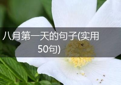 八月第一天的句子(实用50句)