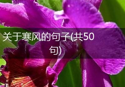 关于寒风的句子(共50句)
