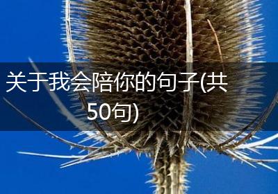 关于我会陪你的句子(共50句)