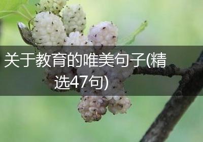 关于教育的唯美句子(精选47句)