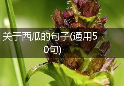 关于西瓜的句子(通用50句)