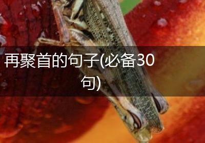 再聚首的句子(必备30句)