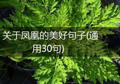 关于凤凰的美好句子(通用30句)
