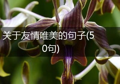 关于友情唯美的句子(50句)