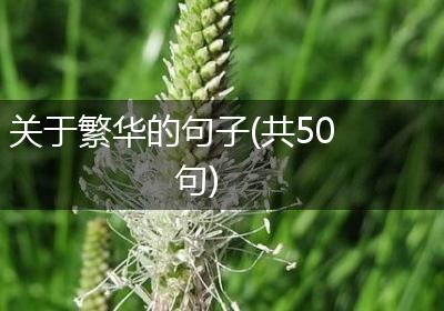 关于繁华的句子(共50句)