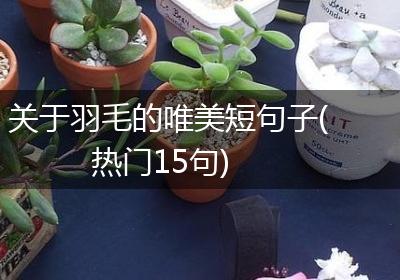 关于羽毛的唯美短句子(热门15句)
