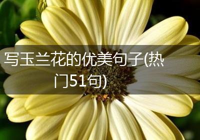写玉兰花的优美句子(热门51句)