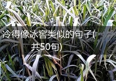 冷得像冰窖类似的句子(共50句)