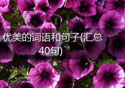 优美的词语和句子(汇总40句)