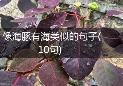 像海豚有海类似的句子(10句)