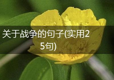 关于战争的句子(实用25句)