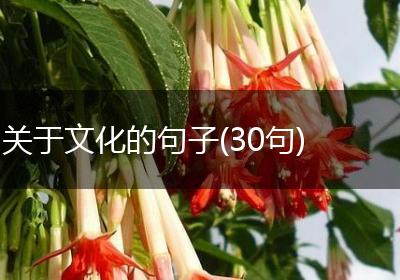 关于文化的句子(30句)