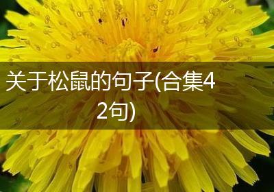 关于松鼠的句子(合集42句)