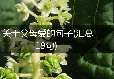 关于父母爱的句子(汇总19句)