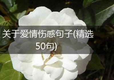 关于爱情伤感句子(精选50句)