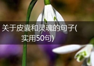 关于皮囊和灵魂的句子(实用50句)